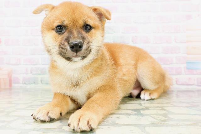 神奈川県の豆柴 (Coo&RIKU藤沢店/2026年6月14日生まれ/男の子/赤)の子犬の2枚目の画像