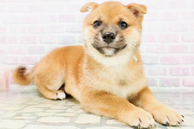 神奈川県の豆柴 (Coo&RIKU藤沢店/2026年6月14日生まれ/男の子/赤)の子犬の3枚目の画像
