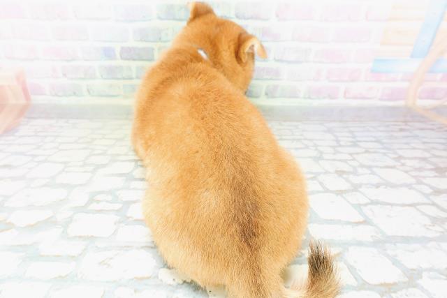 神奈川県の豆柴 (Coo&RIKU藤沢店/2026年6月14日生まれ/男の子/赤)の子犬の4枚目の画像
