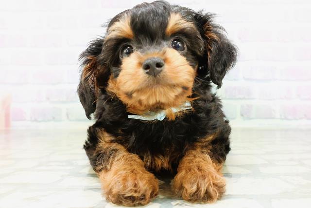 東京都のハーフ犬・ミックス犬 (Coo&RIKU中野サンモール店/2026年6月11日生まれ/男の子/ブラックタン)の子犬の1枚目の画像