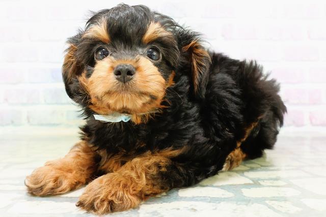 東京都のハーフ犬・ミックス犬 (Coo&RIKU中野サンモール店/2026年6月11日生まれ/男の子/ブラックタン)の子犬の2枚目の画像