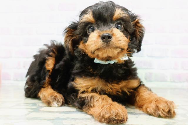 東京都のハーフ犬・ミックス犬 (Coo&RIKU中野サンモール店/2026年6月11日生まれ/男の子/ブラックタン)の子犬の3枚目の画像