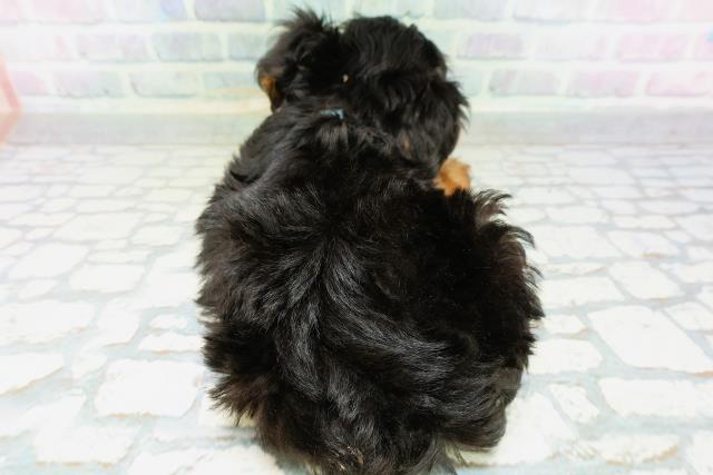 東京都のハーフ犬・ミックス犬 (Coo&RIKU中野サンモール店/2026年6月11日生まれ/男の子/ブラックタン)の子犬の4枚目の画像