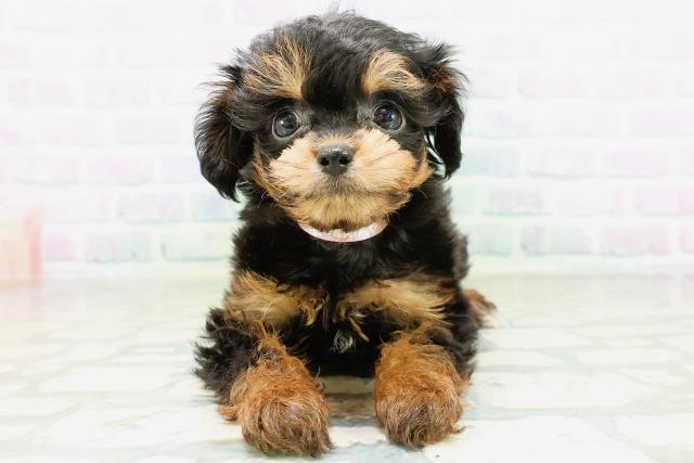 山梨県のハーフ犬・ミックス犬 (Coo&RIKU甲府昭和通り店/2026年6月11日生まれ/男の子/ブラックタン)の子犬の1枚目の画像