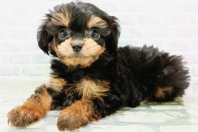 山梨県のハーフ犬・ミックス犬 (Coo&RIKU甲府昭和通り店/2026年6月11日生まれ/男の子/ブラックタン)の子犬の2枚目の画像