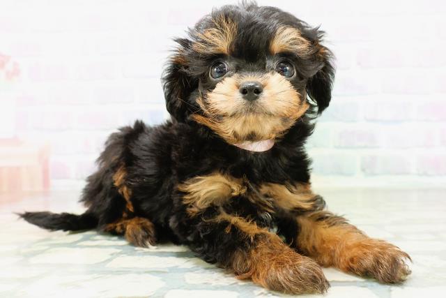 山梨県のハーフ犬・ミックス犬 (Coo&RIKU甲府昭和通り店/2026年6月11日生まれ/男の子/ブラックタン)の子犬の3枚目の画像
