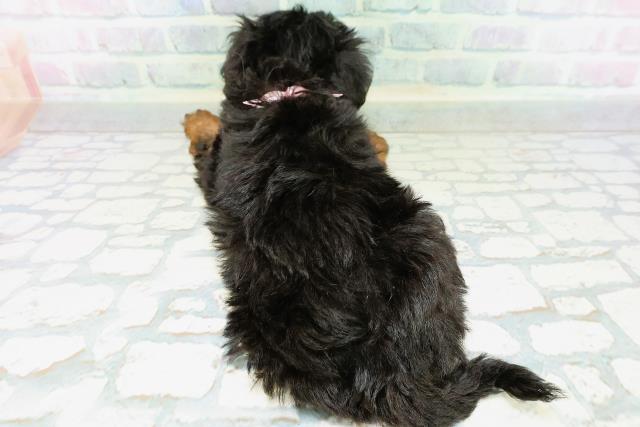山梨県のハーフ犬・ミックス犬 (Coo&RIKU甲府昭和通り店/2026年6月11日生まれ/男の子/ブラックタン)の子犬の4枚目の画像