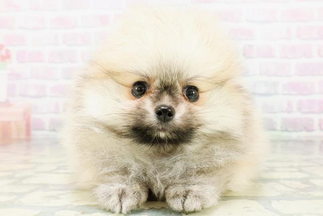 新潟県のポメラニアン (Coo&RIKU長岡店/2026年6月12日生まれ/男の子/ウルフセーブル)の子犬の1枚目の画像