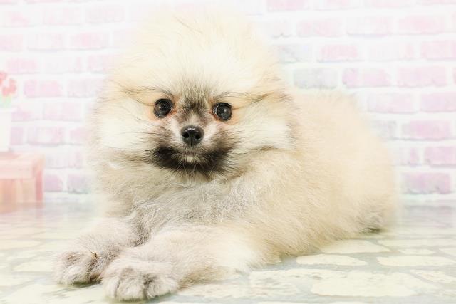 新潟県のポメラニアン (Coo&RIKU長岡店/2026年6月12日生まれ/男の子/ウルフセーブル)の子犬の2枚目の画像