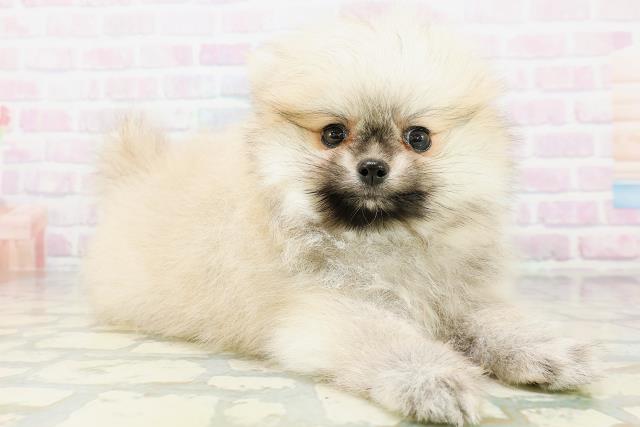 新潟県のポメラニアン (Coo&RIKU長岡店/2026年6月12日生まれ/男の子/ウルフセーブル)の子犬の3枚目の画像