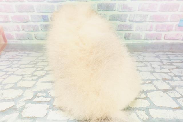 新潟県のポメラニアン (Coo&RIKU長岡店/2026年6月12日生まれ/男の子/ウルフセーブル)の子犬の4枚目の画像