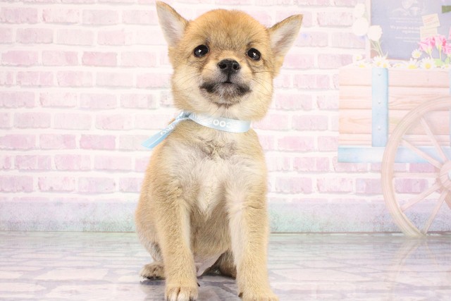 滋賀県の豆柴 (Coo&RIKU東近江店/2026年6月12日生まれ/男の子/赤)の子犬の1枚目の画像