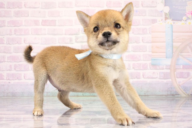 滋賀県の豆柴 (Coo&RIKU東近江店/2026年6月12日生まれ/男の子/赤)の子犬の2枚目の画像