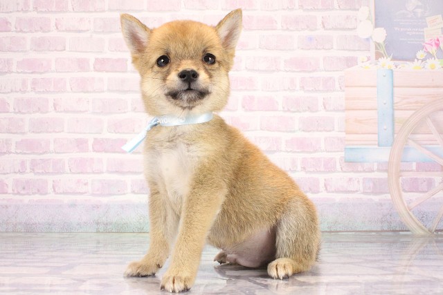 滋賀県の豆柴 (Coo&RIKU東近江店/2026年6月12日生まれ/男の子/赤)の子犬の3枚目の画像
