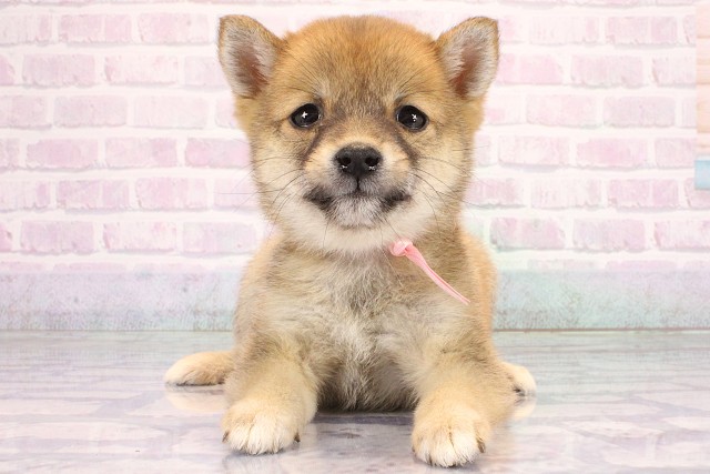兵庫県の豆柴 (Coo&RIKU神戸三宮店/2026年6月12日生まれ/女の子/赤)の子犬の1枚目の画像