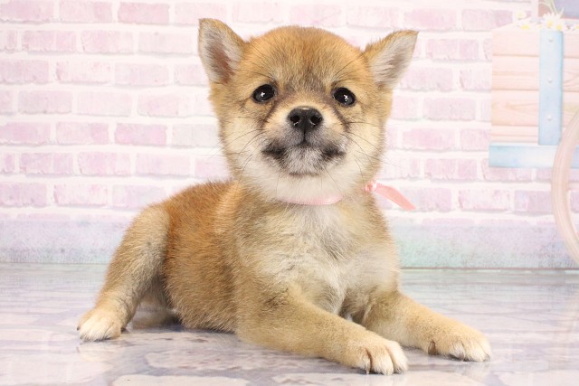 兵庫県の豆柴 (Coo&RIKU神戸三宮店/2026年6月12日生まれ/女の子/赤)の子犬の2枚目の画像