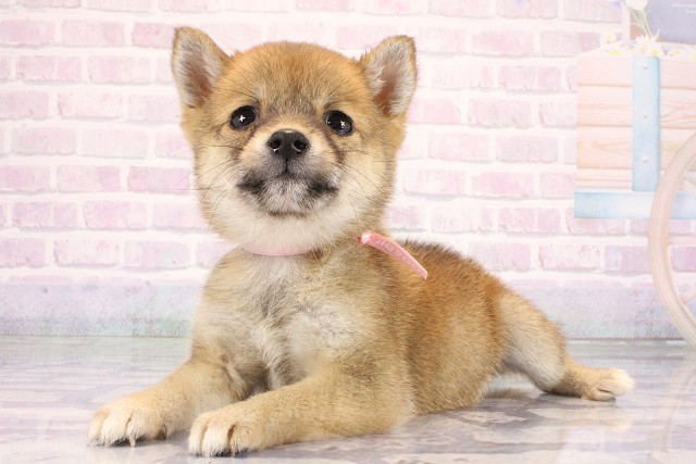 兵庫県の豆柴 (Coo&RIKU神戸三宮店/2026年6月12日生まれ/女の子/赤)の子犬の3枚目の画像