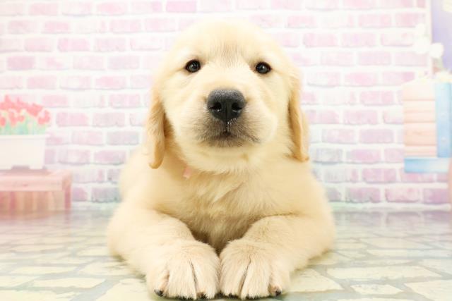 埼玉県のゴールデンレトリバー (Coo&RIKU川越店/2026年6月15日生まれ/女の子/ゴールド)の子犬の1枚目の画像