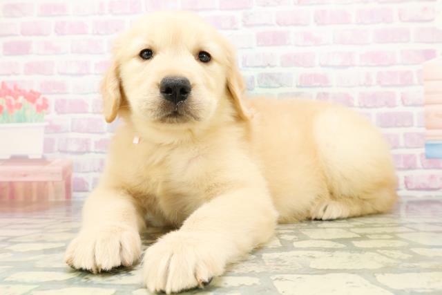 埼玉県のゴールデンレトリバー (Coo&RIKU川越店/2026年6月15日生まれ/女の子/ゴールド)の子犬の2枚目の画像