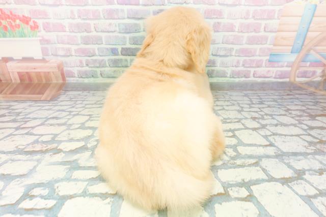 埼玉県のゴールデンレトリバー (Coo&RIKU川越店/2026年6月15日生まれ/女の子/ゴールド)の子犬の4枚目の画像