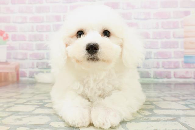 東京都のビションフリーゼ (Coo&RIKU中野サンモール店/2026年6月9日生まれ/女の子/ホワイト)の子犬の1枚目の画像