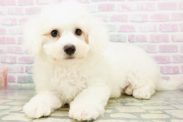 東京都のビションフリーゼ (Coo&RIKU中野サンモール店/2026年6月9日生まれ/女の子/ホワイト)の子犬の2枚目の画像