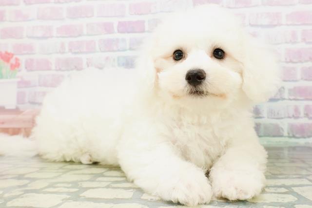 東京都のビションフリーゼ (Coo&RIKU中野サンモール店/2026年6月9日生まれ/女の子/ホワイト)の子犬の3枚目の画像