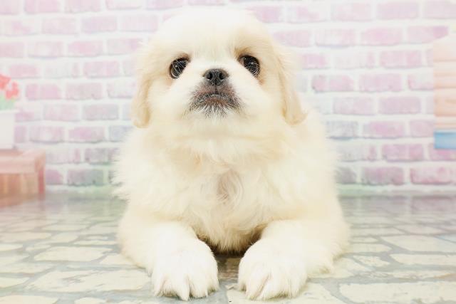 東京都のペキニーズ (Coo&RIKU中野サンモール店/2026年6月10日生まれ/女の子/クリームホワイト)の子犬の1枚目の画像