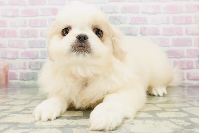 東京都のペキニーズ (Coo&RIKU中野サンモール店/2026年6月10日生まれ/女の子/クリームホワイト)の子犬の2枚目の画像