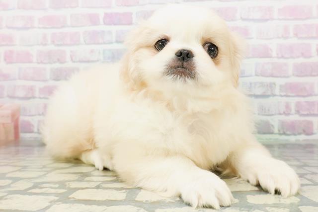 東京都のペキニーズ (Coo&RIKU中野サンモール店/2026年6月10日生まれ/女の子/クリームホワイト)の子犬の3枚目の画像