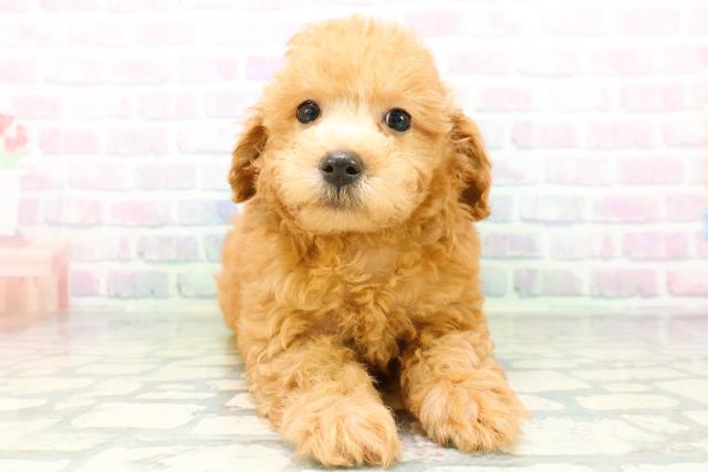 秋田県のトイプードル(トイ) (Coo&RIKU秋田店/2026年6月14日生まれ/男の子/アプリコット)の子犬の1枚目の画像