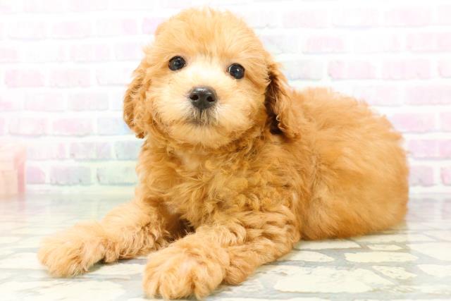 秋田県のトイプードル(トイ) (Coo&RIKU秋田店/2026年6月14日生まれ/男の子/アプリコット)の子犬の2枚目の画像