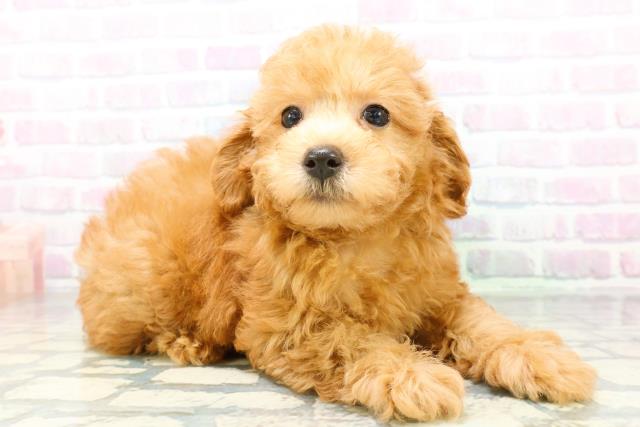 秋田県のトイプードル(トイ) (Coo&RIKU秋田店/2026年6月14日生まれ/男の子/アプリコット)の子犬の3枚目の画像