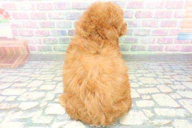 秋田県のトイプードル(トイ) (Coo&RIKU秋田店/2026年6月14日生まれ/男の子/アプリコット)の子犬の4枚目の画像