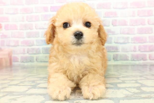 北海道のトイプードル(トイ) (Coo&RIKU北見店/2026年6月14日生まれ/女の子/アプリコット)の子犬の1枚目の画像