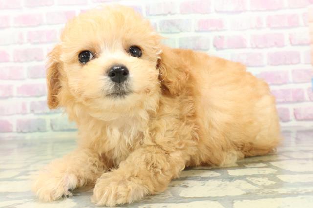 北海道のトイプードル(トイ) (Coo&RIKU北見店/2026年6月14日生まれ/女の子/アプリコット)の子犬の2枚目の画像