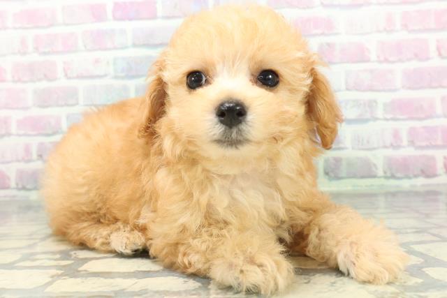 北海道のトイプードル(トイ) (Coo&RIKU北見店/2026年6月14日生まれ/女の子/アプリコット)の子犬の3枚目の画像