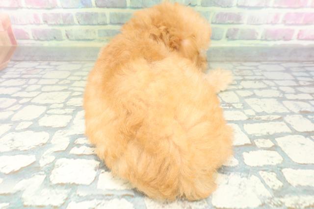 北海道のトイプードル(トイ) (Coo&RIKU北見店/2026年6月14日生まれ/女の子/アプリコット)の子犬の4枚目の画像