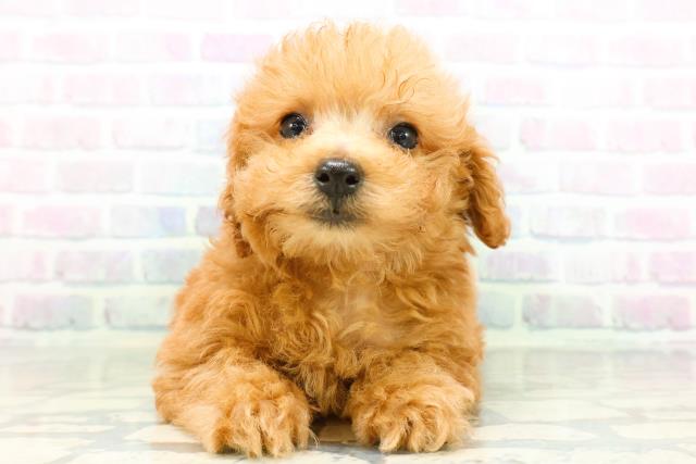 東京都のトイプードル(トイ) (Coo&RIKU池袋西口店/2026年6月14日生まれ/女の子/レッド)の子犬の1枚目の画像