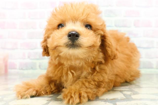 東京都のトイプードル(トイ) (Coo&RIKU池袋西口店/2026年6月14日生まれ/女の子/レッド)の子犬の2枚目の画像