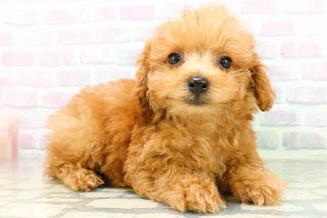 東京都のトイプードル(トイ) (Coo&RIKU池袋西口店/2026年6月14日生まれ/女の子/レッド)の子犬の3枚目の画像