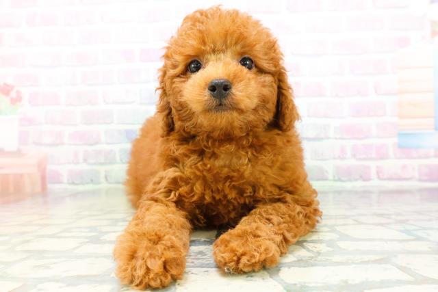 北海道のトイプードル(トイ) (Coo&RIKU帯広店/2026年6月11日生まれ/男の子/レッド)の子犬の1枚目の画像