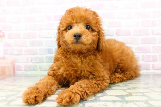 北海道のトイプードル(トイ) (Coo&RIKU帯広店/2026年6月11日生まれ/男の子/レッド)の子犬の2枚目の画像