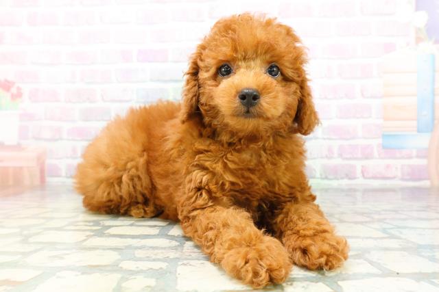 北海道のトイプードル(トイ) (Coo&RIKU帯広店/2026年6月11日生まれ/男の子/レッド)の子犬の3枚目の画像