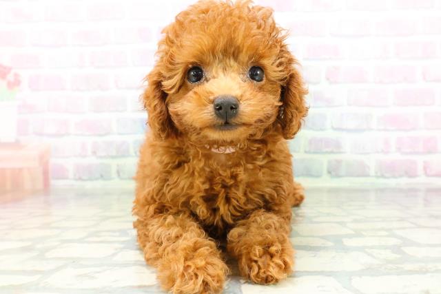 北海道のトイプードル(トイ) (Coo&RIKU旭川店/2026年6月11日生まれ/女の子/レッド)の子犬の1枚目の画像