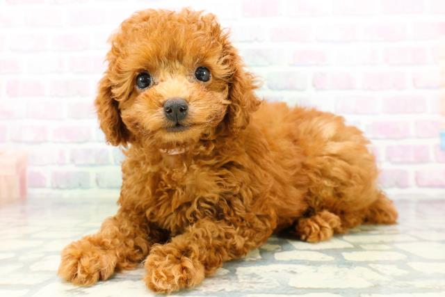 北海道のトイプードル(トイ) (Coo&RIKU旭川店/2026年6月11日生まれ/女の子/レッド)の子犬の2枚目の画像