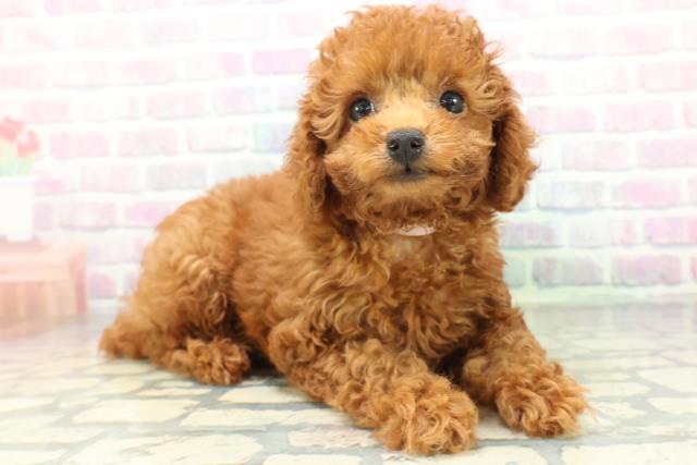北海道のトイプードル(トイ) (Coo&RIKU旭川店/2026年6月11日生まれ/女の子/レッド)の子犬の3枚目の画像