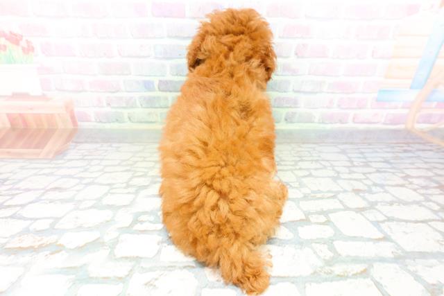 北海道のトイプードル(トイ) (Coo&RIKU旭川店/2026年6月11日生まれ/女の子/レッド)の子犬の4枚目の画像