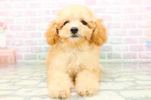 福井県のトイプードル(トイ) (Coo&RIKU福井店/2026年6月13日生まれ/男の子/アプリコット)の子犬の1枚目の画像