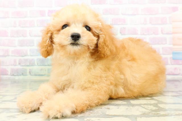 福井県のトイプードル(トイ) (Coo&RIKU福井店/2026年6月13日生まれ/男の子/アプリコット)の子犬の2枚目の画像